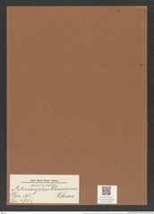 Actinocyclus oliverianus O'Meara (de-Toni-Nr.: Genus 195, Species 4754) Zeichnungen Sammlung Grunow Mappe 04630 (Herbarium_W_Grunow_drawings_Folder_04630)